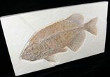 Detailed, Phareodus Fish Fossil - Wyoming #12657-3
